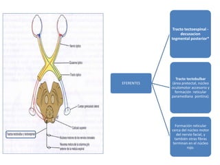 EFERENTES
Tracto tectoespinal -
decusacion
tegmental posterior*
Tracto tectobulbar
(área pretectal, núcleo
oculomotor accesorio y
formación reticular
paramediana pontina).
Formación reticular
cerca del núcleo motor
del nervio facial, y
también otras fibras
terminan en el núcleo
rojo.
 