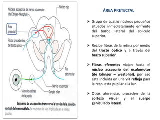 ÁREA PRETECTAL
 Grupo de cuatro núcleos pequeños
situados inmediatamente enfrente
del borde lateral del coliculo
superior.
 Recibe fibras de la retina por medio
del tracto óptico y a través del
brazo superior.
 Fibras eferentes viajan hasta el
núcleo accesorio del oculomotor
(de Edinger – westphal), por eso
esta incluida en una vía refleja para
la respuesta pupilar a la luz.
 Otras aferencias proceden de la
corteza visual y el cuerpo
geniculado lateral.
 