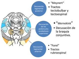 Decusación
tegmental
posterior
• “Meynert”
• Tractos
tectobulbar y
tectoespinal
Decusación
de los
pedúnculos
cerebelosos
superiores
•“Wernekink”
• Decusación de
la braquia
conjuntiva.
Decusación
tegmental
anterior
• “Forel”
• Tractos
rubroespinal
 