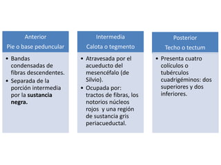 Anterior
Pie o base peduncular
• Bandas
condensadas de
fibras descendentes.
• Separada de la
porción intermedia
por la sustancia
negra.
Intermedia
Calota o tegmento
• Atravesada por el
acueducto del
mesencéfalo (de
Silvio).
• Ocupada por:
tractos de fibras, los
notorios núcleos
rojos y una región
de sustancia gris
periacueductal.
Posterior
Techo o tectum
• Presenta cuatro
colículos o
tubérculos
cuadrigéminos: dos
superiores y dos
inferiores.
 