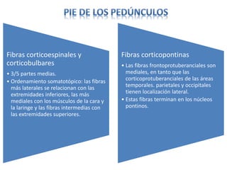 Fibras corticoespinales y
corticobulbares
• 3/5 partes medias.
• Ordenamiento somatotópico: las fibras
más laterales se relacionan con las
extremidades inferiores, las más
mediales con los músculos de la cara y
la laringe y las fibras intermedias con
las extremidades superiores.
Fibras corticopontinas
• Las fibras frontoprotuberanciales son
mediales, en tanto que las
corticoprotuberanciales de las áreas
temporales. parietales y occipitales
tienen localización lateral.
• Estas fibras terminan en los núcleos
pontinos.
 