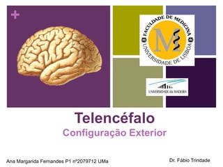 +
Telencéfalo
Configuração Exterior
Ana Margarida Fernandes P1 nº2079712 UMa Dr. Fábio Trindade
 