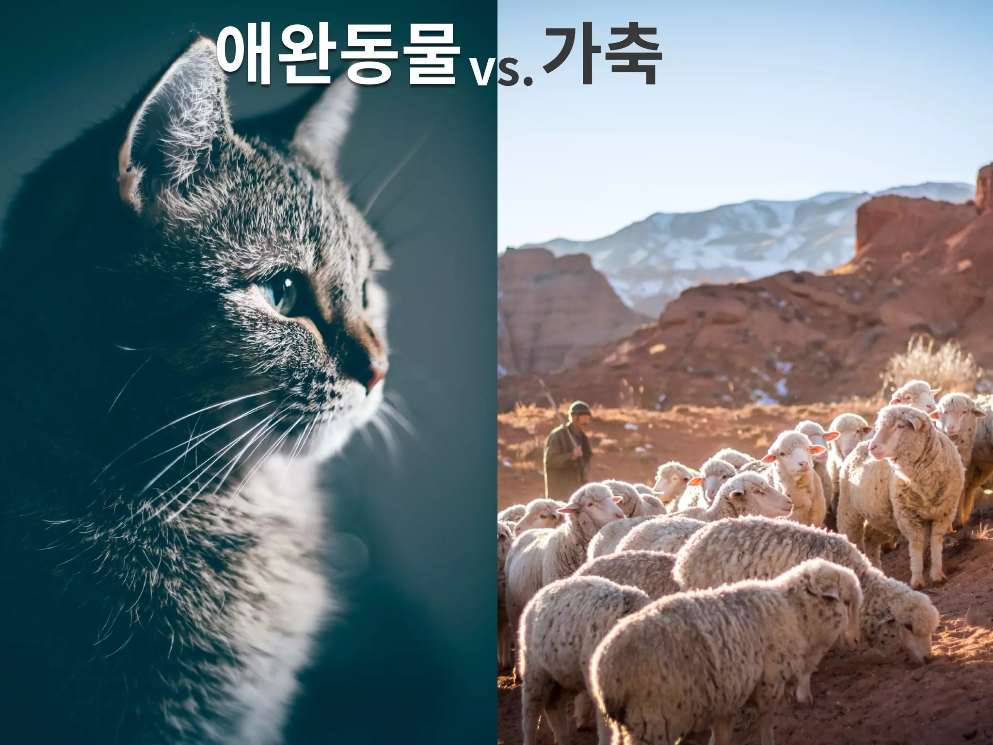 애완동물 가축vs. 