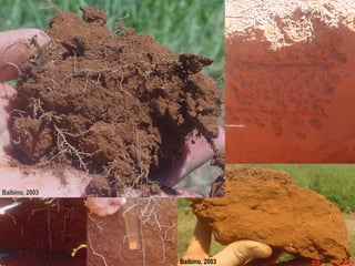 iLP SISTEMA SÃO MATEUS
Balbino, 2003
Balbino, 2003
 