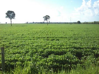 iLP SISTEMA SÃO MATEUS
 