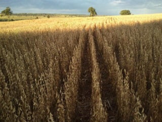 iLP SISTEMA SÃO MATEUS
 