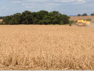 iLP SISTEMA SÃO MATEUS
 