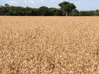 iLP SISTEMA SÃO MATEUS
 