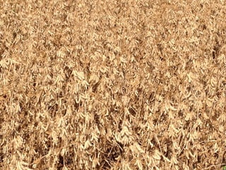 iLP SISTEMA SÃO MATEUS
 