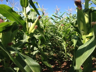 iLP SISTEMA SÃO MATEUS
 