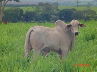 iLP SISTEMA SÃO MATEUS
 