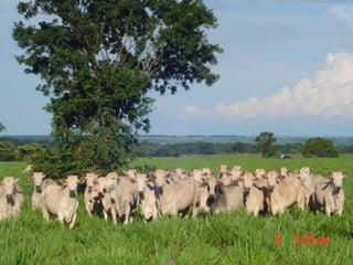 iLP SISTEMA SÃO MATEUS
 