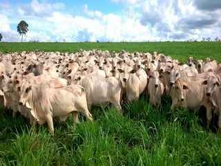 iLP SISTEMA SÃO MATEUS
 