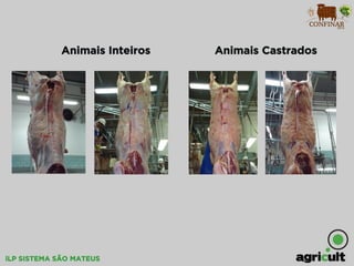 iLP SISTEMA SÃO MATEUS
Animais Inteiros Animais Castrados
 