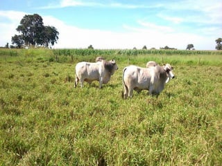 iLP SISTEMA SÃO MATEUS
 