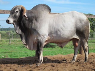 iLP SISTEMA SÃO MATEUS
 