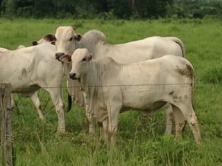 iLP SISTEMA SÃO MATEUS
 