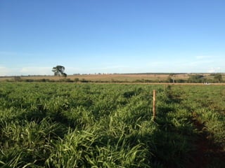 iLP SISTEMA SÃO MATEUS
 