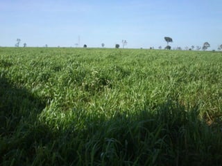 iLP SISTEMA SÃO MATEUS
 