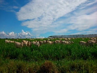 iLP SISTEMA SÃO MATEUS
 