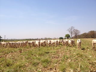 iLP SISTEMA SÃO MATEUS
 