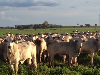 iLP SISTEMA SÃO MATEUS
 