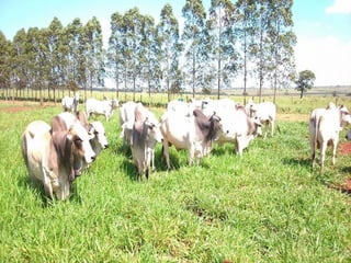 iLP SISTEMA SÃO MATEUS
 