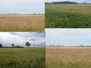 iLP SISTEMA SÃO MATEUS
 