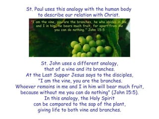 St. Paul uses this analogy with the human body
to describe our relation with Christ.
St. John uses a different analogy,
that of a vine and its branches.
At the Last Supper Jesus says to the disciples,
"I am the vine, you are the branches.
Whoever remains in me and I in him will bear much fruit,
because without me you can do nothing" (John 15:5).
In this analogy, the Holy Spirit
can be compared to the sap of the plant,
giving life to both vine and branches.
 
