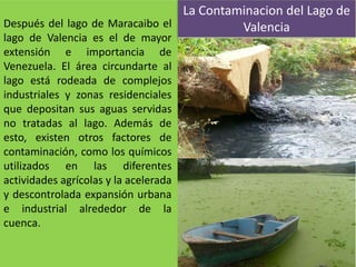 Después del lago de Maracaibo el
lago de Valencia es el de mayor
extensión e importancia de
Venezuela. El área circundarte al
lago está rodeada de complejos
industriales y zonas residenciales
que depositan sus aguas servidas
no tratadas al lago. Además de
esto, existen otros factores de
contaminación, como los químicos
utilizados en las diferentes
actividades agrícolas y la acelerada
y descontrolada expansión urbana
e industrial alrededor de la
cuenca.
La Contaminacion del Lago de
Valencia
 