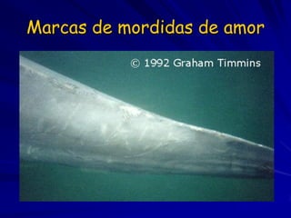 Marcas de mordidas de amor
 