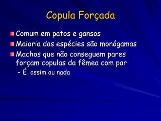 Copula Forçada
Comum em patos e gansos
Maioria das espécies são monógamas
Machos que não conseguem pares
forçam copulas da fêmea com par
– É assim ou nada
 