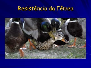 Resistência da Fêmea
 