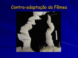 Contra-adaptação da Fêmea
 