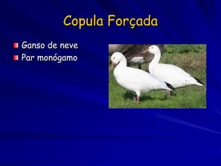 Copula Forçada
Ganso de neve
Par monógamo
 