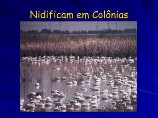 Nidificam em Colônias
 