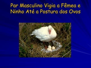 Par Masculino Vigia a Fêmea e
Ninho Até a Postura dos Ovos




   Force copulations on neighboring females
 