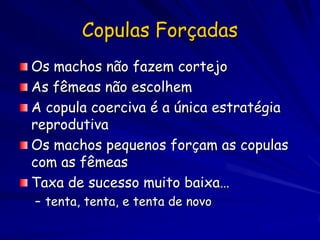 Copulas Forçadas
Os machos não fazem cortejo
As fêmeas não escolhem
A copula coerciva é a única estratégia
reprodutiva
Os machos pequenos forçam as copulas
com as fêmeas
Taxa de sucesso muito baixa…
– tenta, tenta, e tenta de novo
 