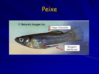 Peixe
 
