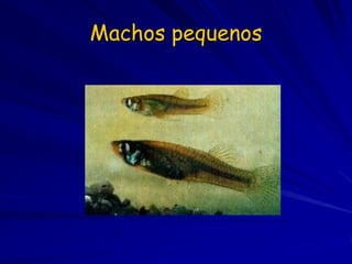 Machos pequenos
 