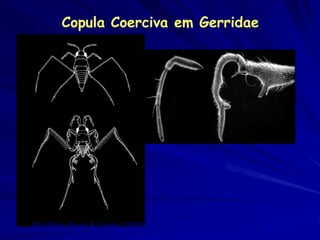 Copula Coerciva em Gerridae




Westlake Rowe & Currie (2000)
 