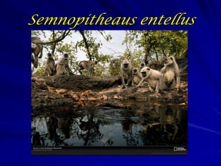 Semnopitheaus entellus
 