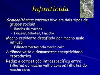 Infanticida
Semnopitheaus entellus Vive em dois tipos de
  grupos sociais
  – Bandas de machos
  – Fêmeas, filhotes, 1 macho
Macho residente desafiado por macho male
 intruso
  – Filhotes mortos pelo macho novo
A fêmea volta a demonstrar receptividade
  reprodutiva
Reduz a competição intraespecífica entre
  filhotes do macho velho com os filhotes do
  macho novo
 