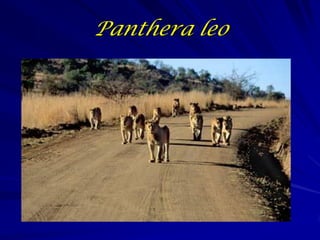 Panthera leo
 
