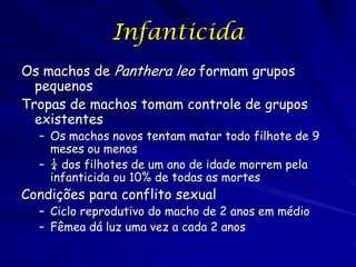 Infanticida
Os machos de Panthera leo formam grupos
  pequenos
Tropas de machos tomam controle de grupos
  existentes
     – Os machos novos tentam matar todo filhote de 9
       meses ou menos
     – ¼ dos filhotes de um ano de idade morrem pela
       infanticida ou 10% de todas as mortes
Condições para conflito sexual
     – Ciclo reprodutivo do macho de 2 anos em médio
     – Fêmea dá luz uma vez a cada 2 anos
http://video.aol.com/video-detail/lion-infanticide-1/754336908
 