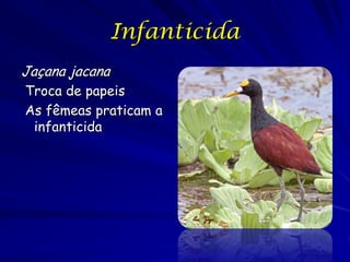 Infanticida
Jaçana jacana
Troca de papeis
As fêmeas praticam a
 infanticida
 