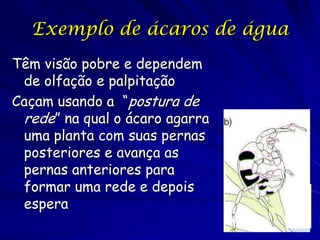 Exemplo de ácaros de água
Têm visão pobre e dependem
 de olfação e palpitação
Caçam usando a “postura de
 rede” na qual o ácaro agarra
 uma planta com suas pernas
 posteriores e avança as
 pernas anteriores para
 formar uma rede e depois
 espera
 