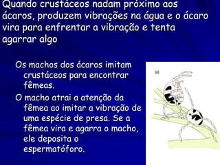 Quando crustáceos nadam próximo aos
ácaros, produzem vibrações na água e o ácaro
vira para enfrentar a vibração e tenta
agarrar algo

  Os machos dos ácaros imitam
    crustáceos para encontrar
    fêmeas.
  O macho atrai a atenção da
    fêmea ao imitar a vibração de
    uma espécie de presa. Se a
    fêmea vira e agarra o macho,
    ele deposita o
    espermatóforo.
 