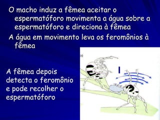 O macho induz a fêmea aceitar o
 espermatóforo movimenta a água sobre a
 espermatóforo e direciona à fêmea
A água em movimento leva os feromônios à
 fêmea


A fêmea depois
detecta o feromônio
e pode recolher o
espermatóforo
 