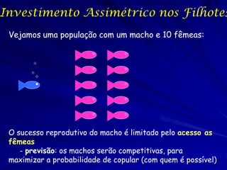 Investimento Assimétrico nos Filhotes
 Vejamos uma população com um macho e 10 fêmeas:




 O sucesso reprodutivo do macho é limitado pelo acesso as
 fêmeas
    - previsão: os machos serão competitivas, para
 maximizar a probabilidade de copular (com quem é possível)
 